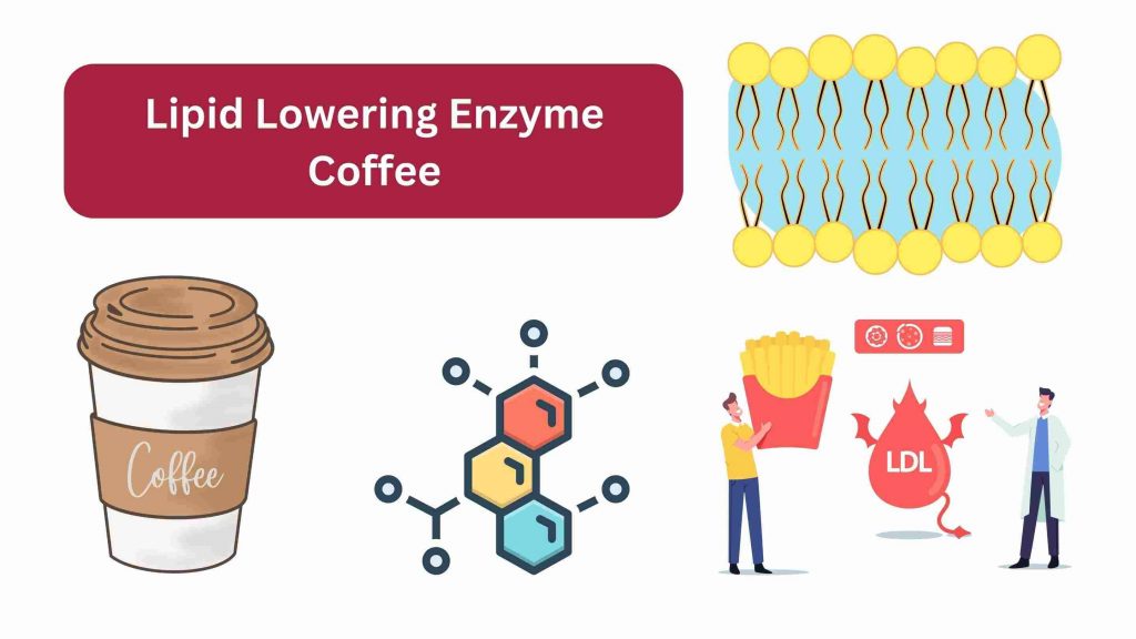 Lipid Lowering Enzyme Coffee